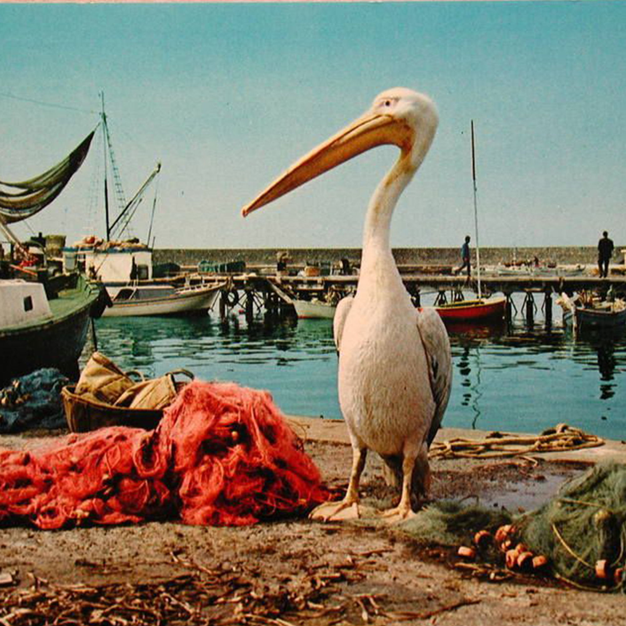 Kokos in his natural habitat - The Pelican Restaurant Paphos