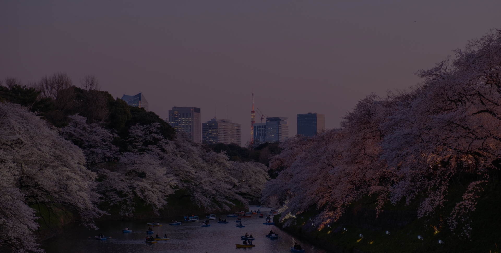 sakura trees with buildings