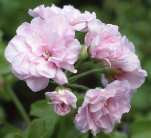 Pink geranium bloom