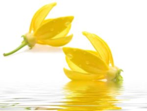 Ylang Ylang