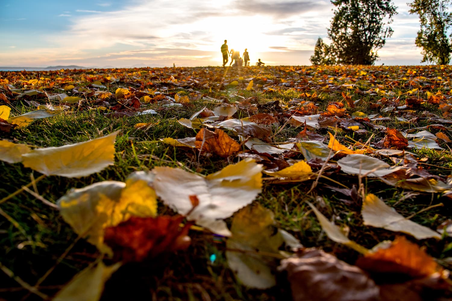 Fall leaves on the ground
