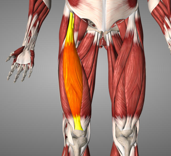 Diagram of quadriceps and rectus femoris.