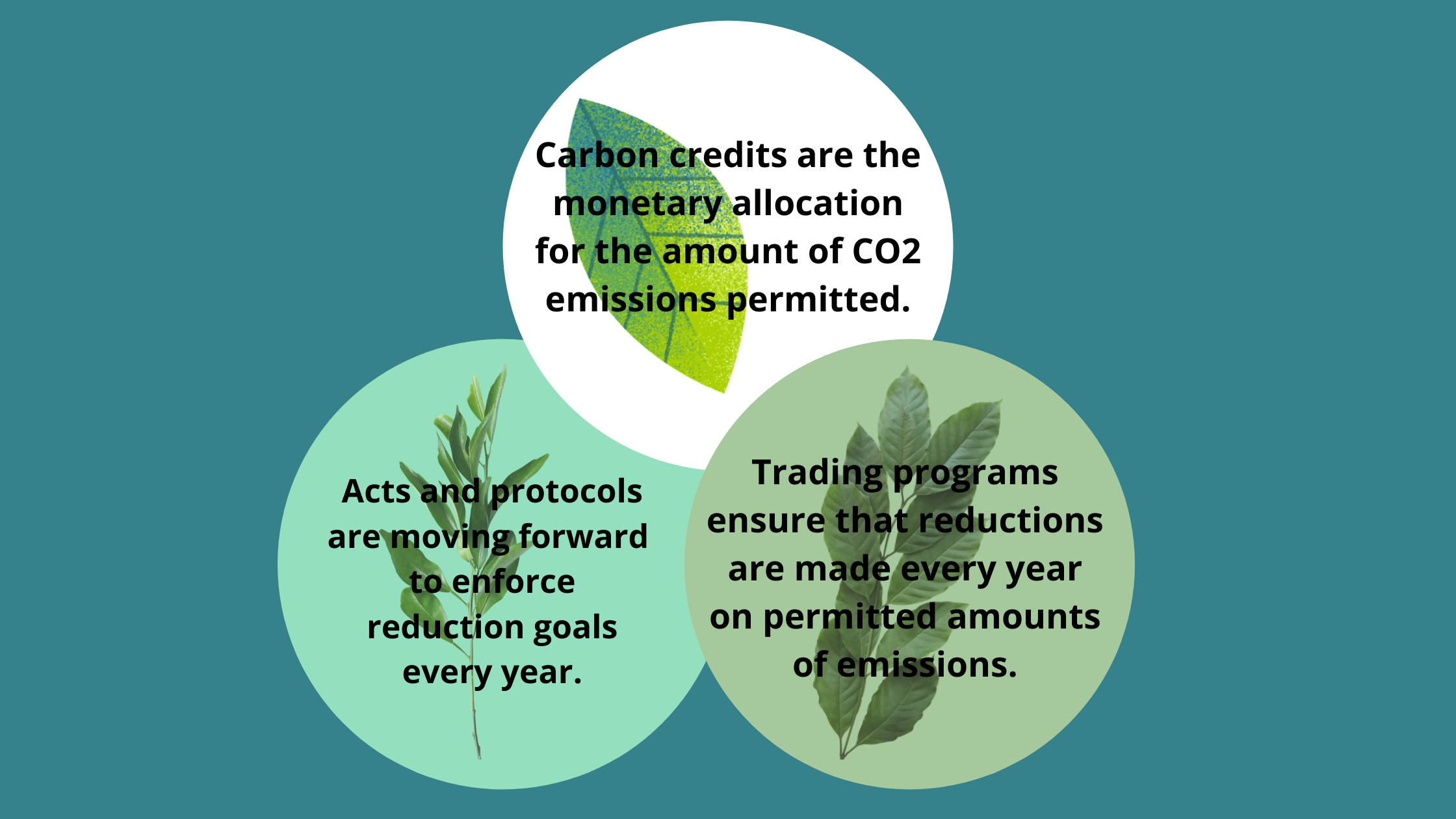Everything You Need to Know About Carbon Credits