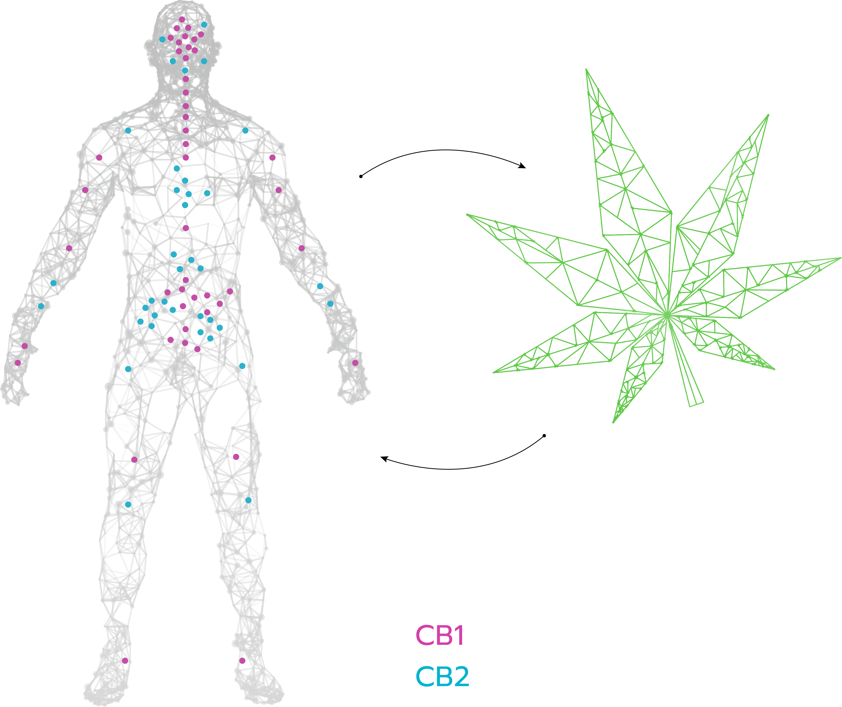 Le corps humain et la plante produisent des cannabinoïdes
