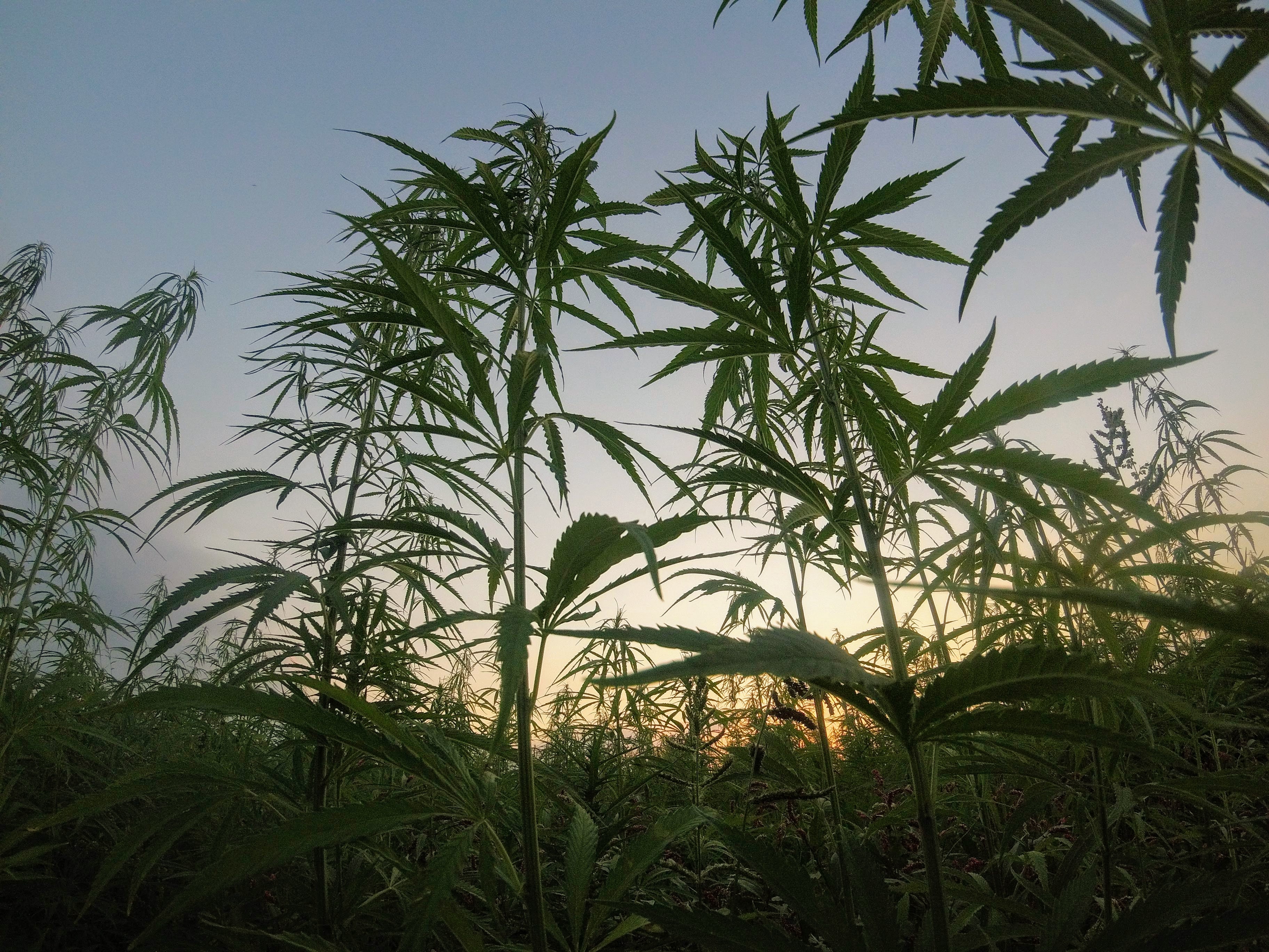 Les phytocannabinoïdes sont produits par les plantes