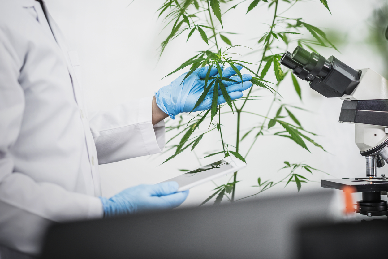 Différents types de cannabinoïdes