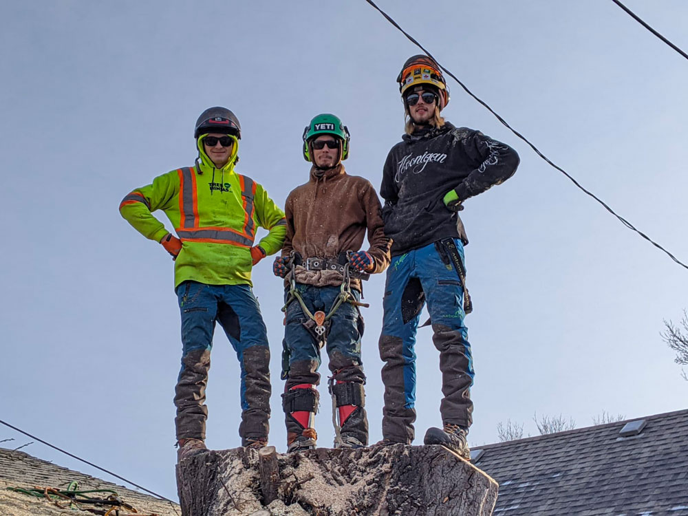 Expert Tree Removal in Winnipeg, MB Tree Ninjas