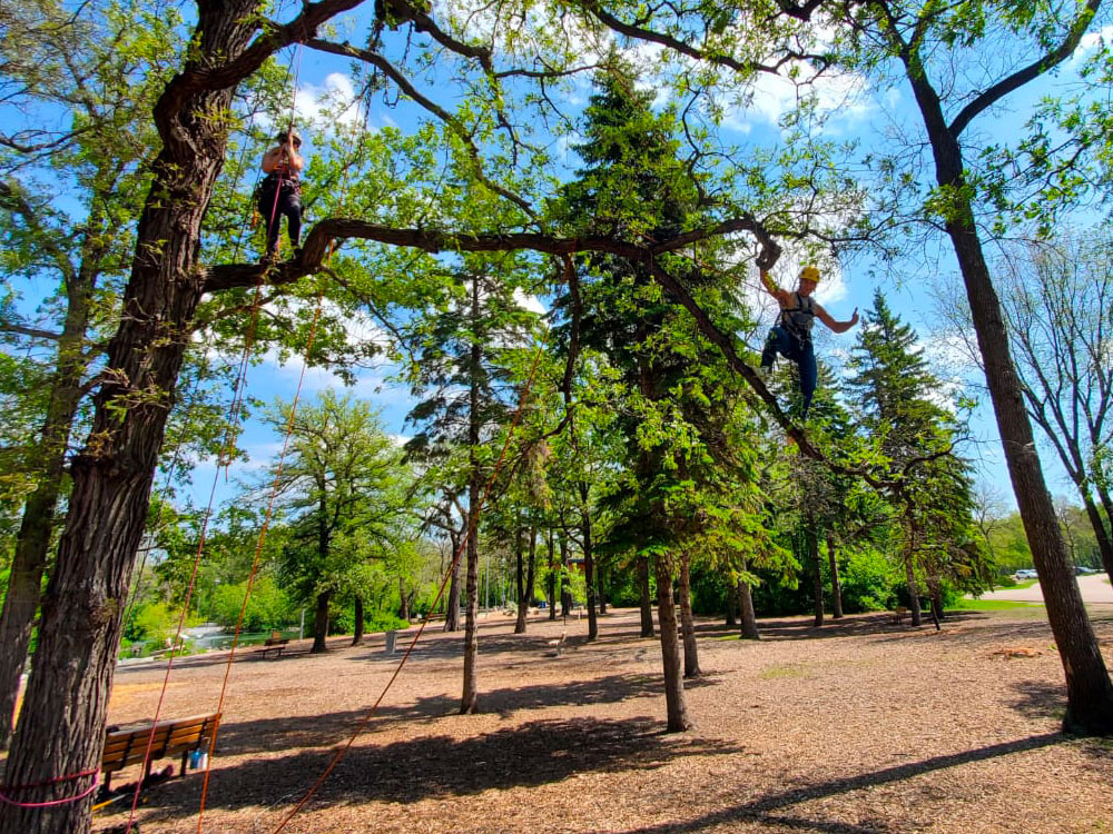 Expert Tree Removal in Winnipeg, MB Tree Ninjas