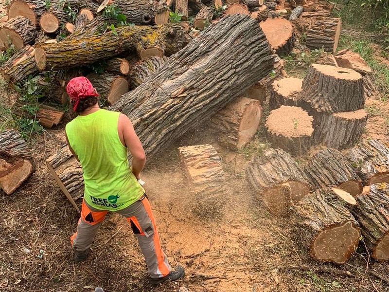 Expert Tree Removal in Winnipeg, MB Tree Ninjas