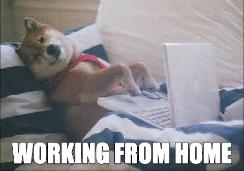 A cute dog lying back on a couch typing away at a laptop