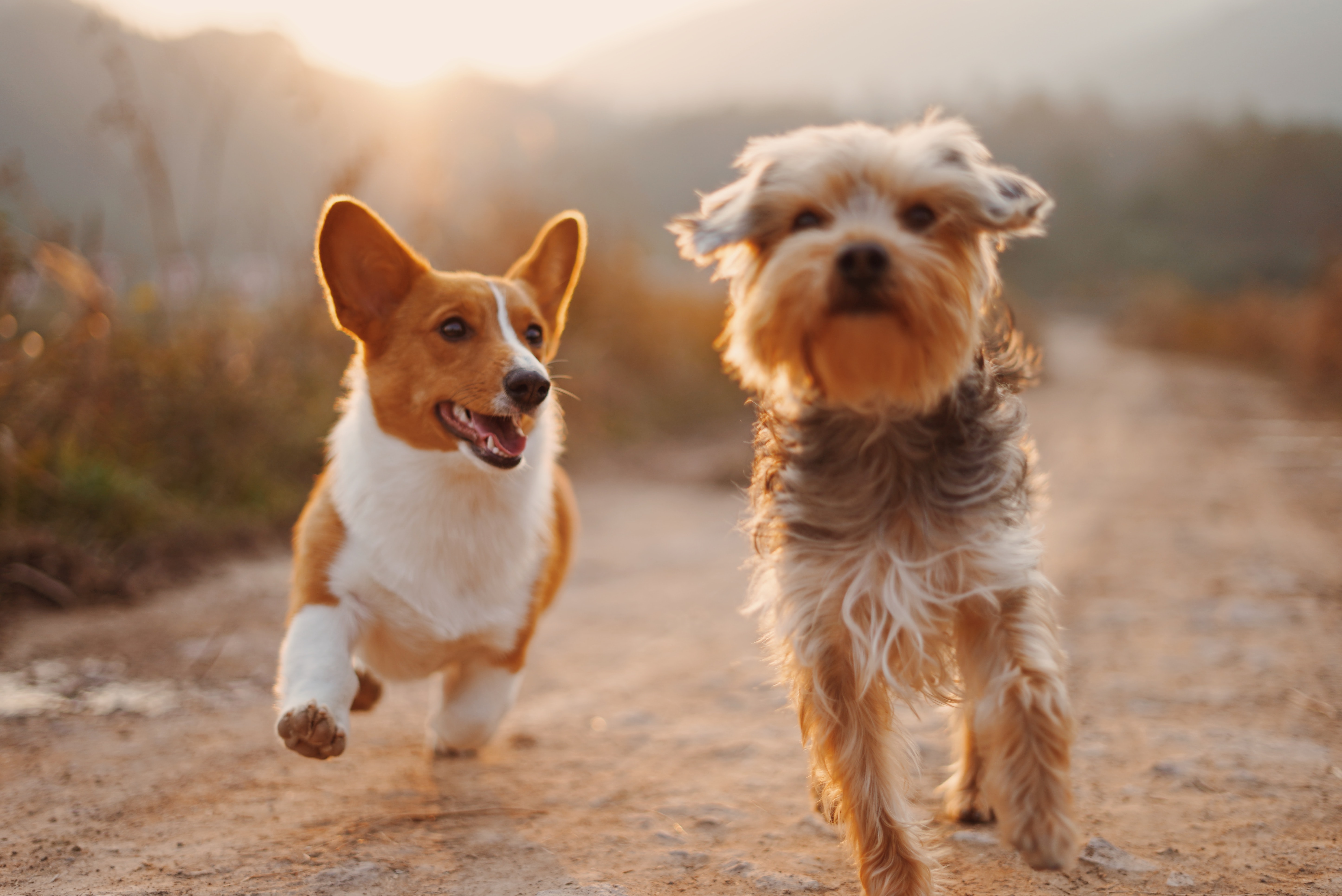 Nicole care for two senior dogs | Moms are better professional service providers | Profi