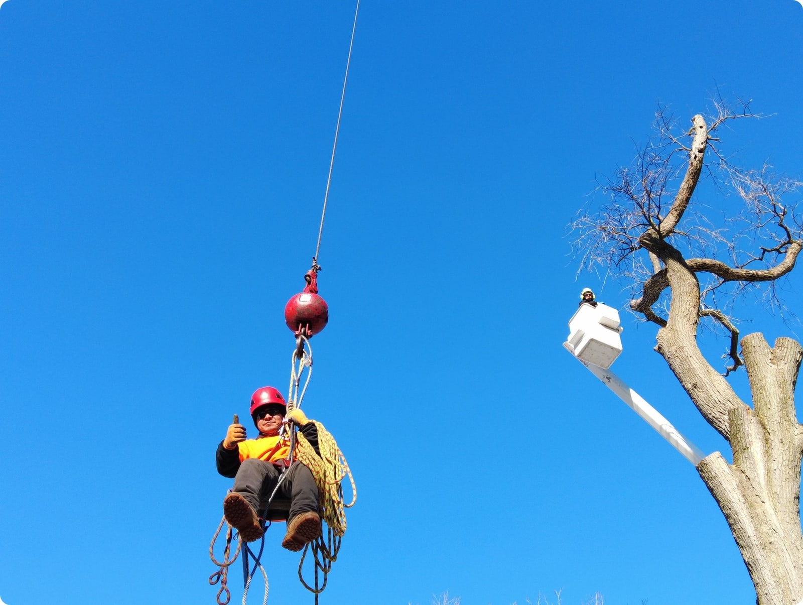 Aerial Tree Service About Us