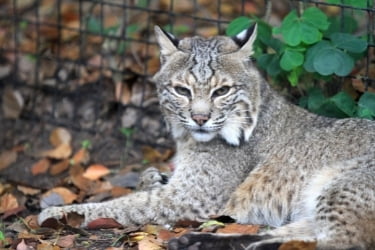 Wild bobcat at The OC Zoo