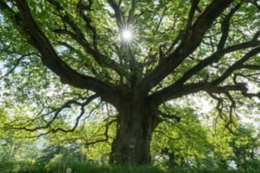 Oak Tree