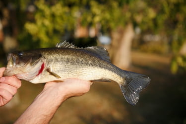 Hands holding a Seabass