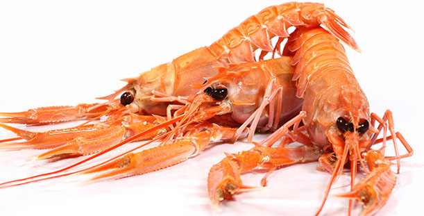 Wild Scampi