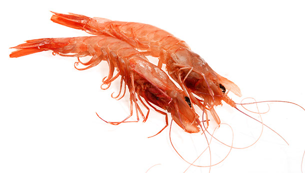 Pink Prawns