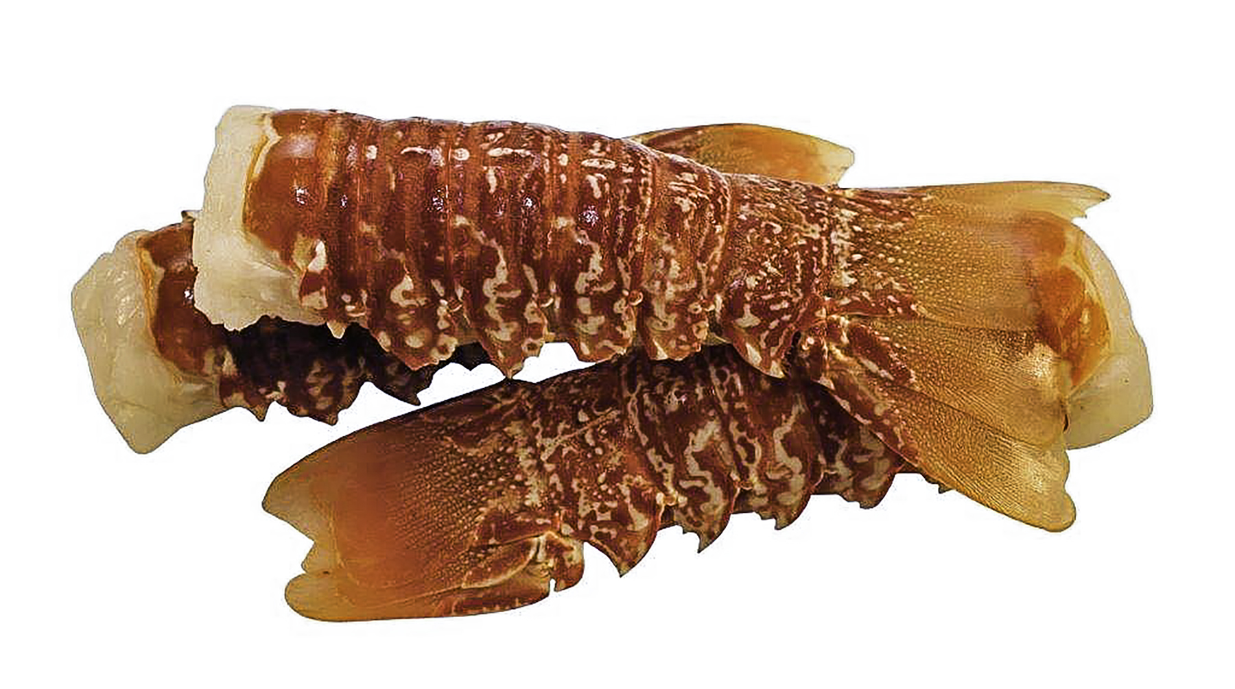 South Coast Rock Lobster