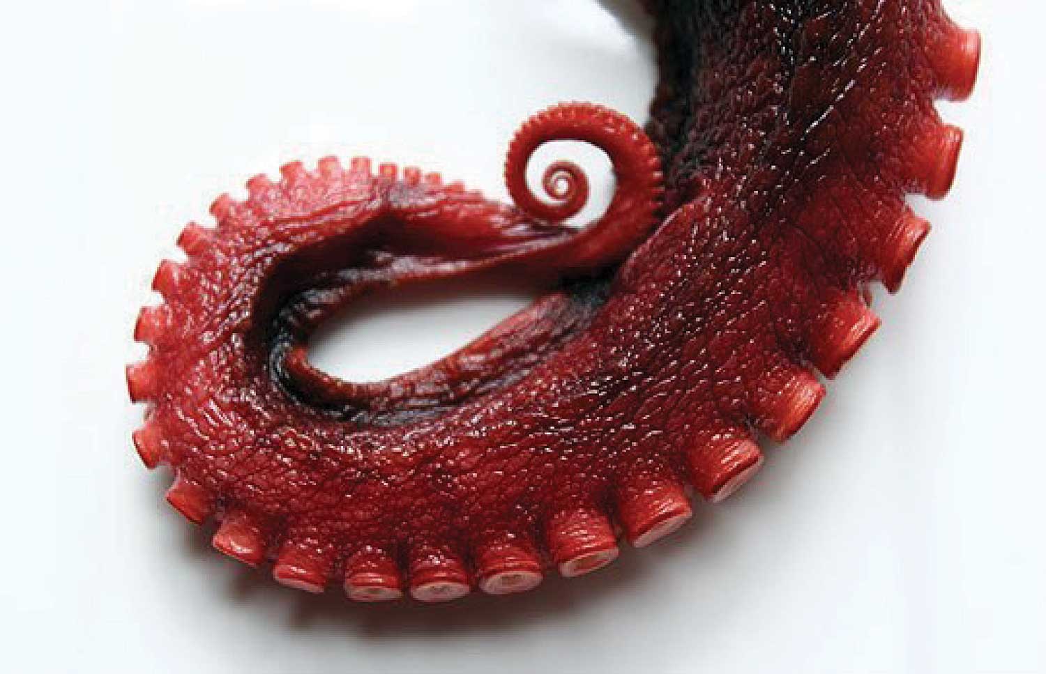Octopus Wild Caught