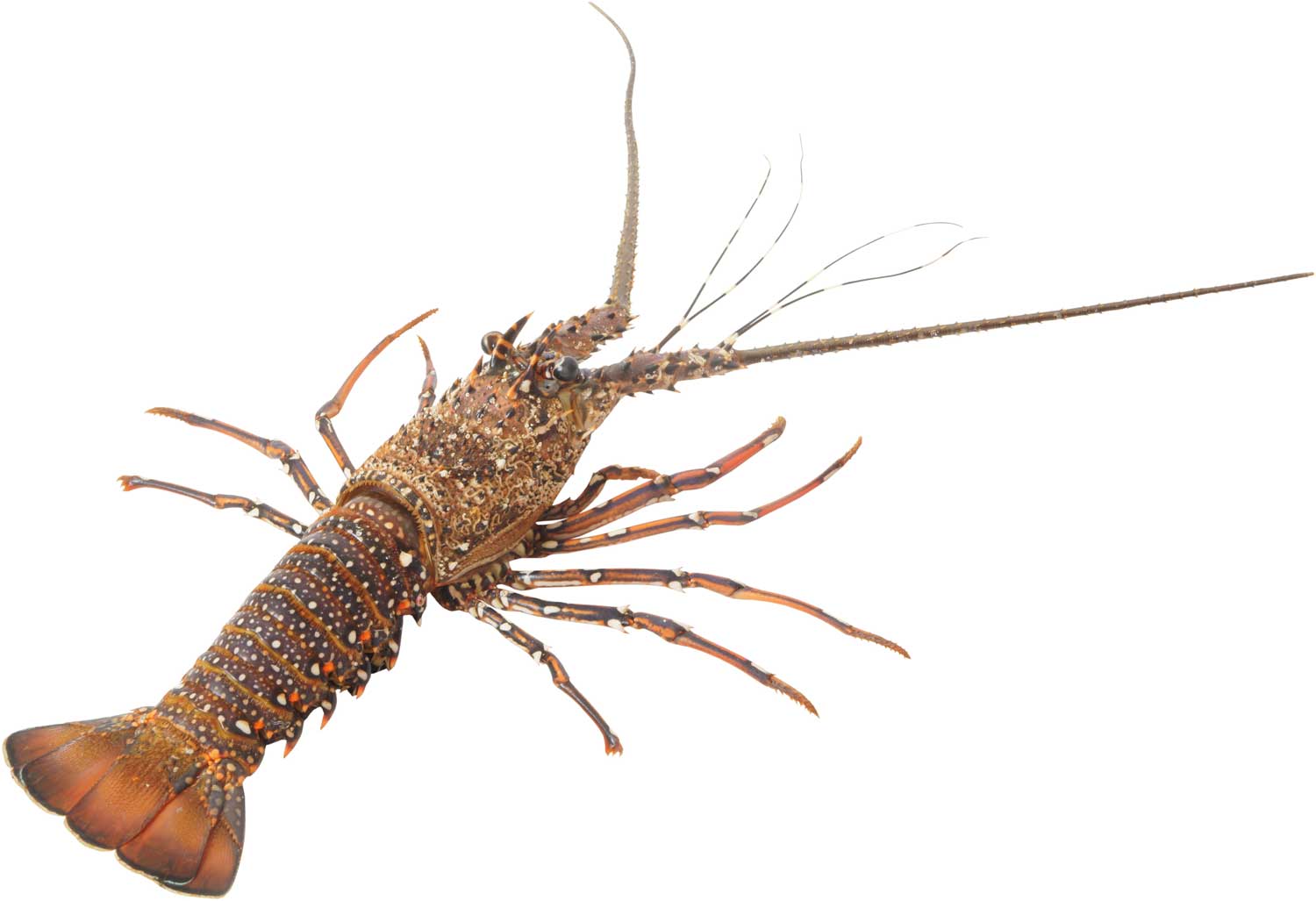St Paul Lobster
