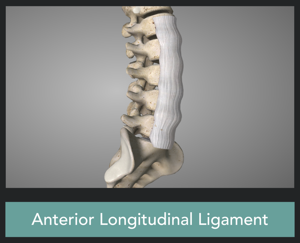 Anterior longitudinal ligament of the spine