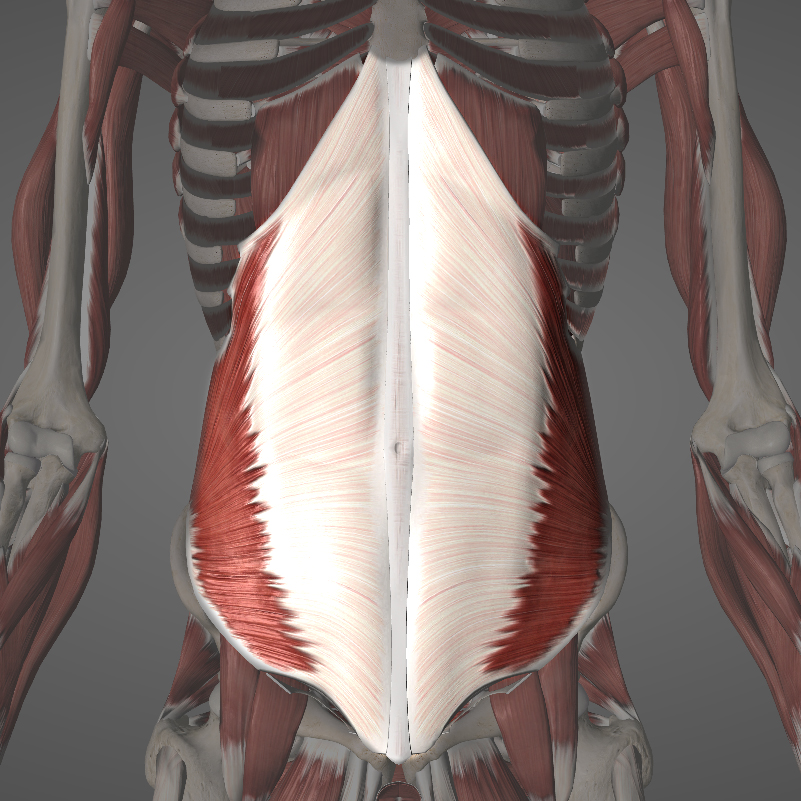 Internal Obliques