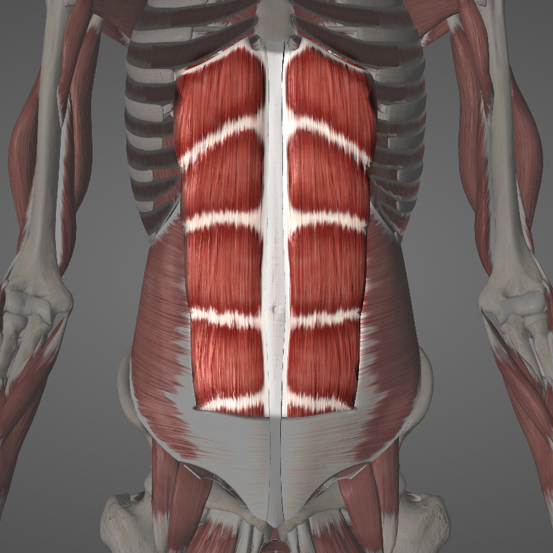 Rectus Abdominus