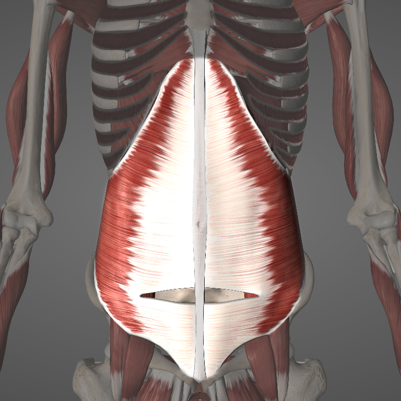 Transverse Abdominus