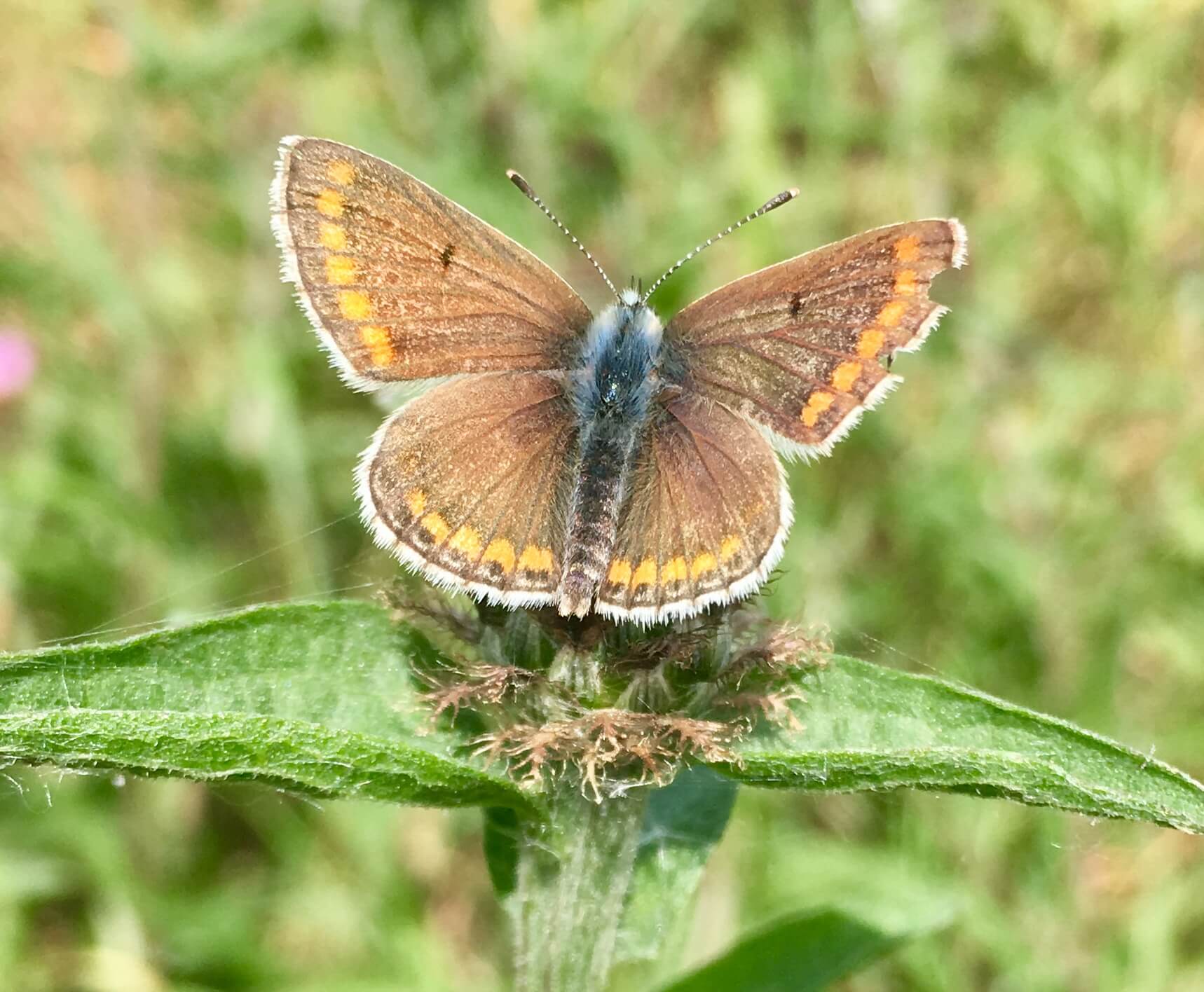 Brown Argus