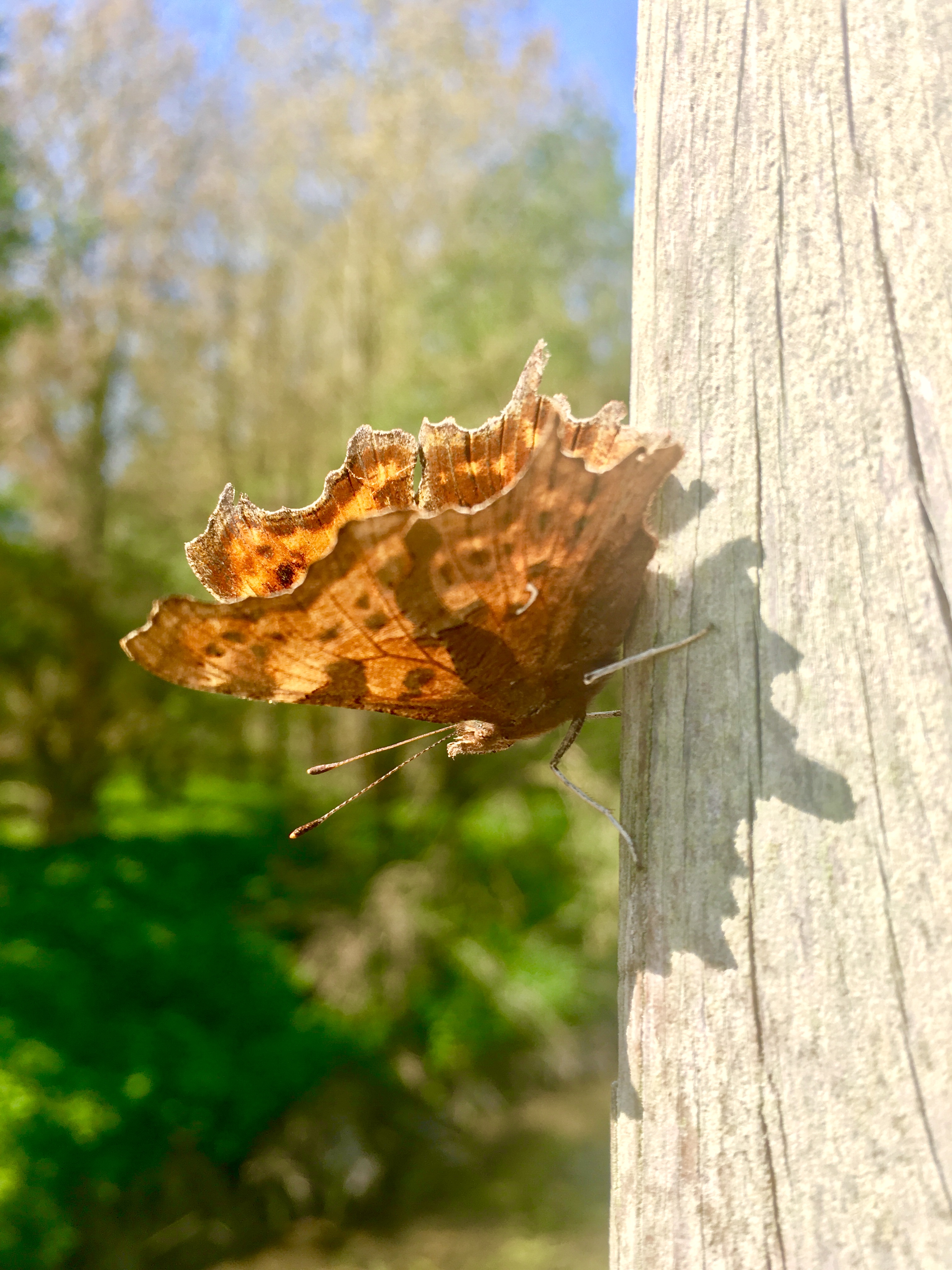 Comma