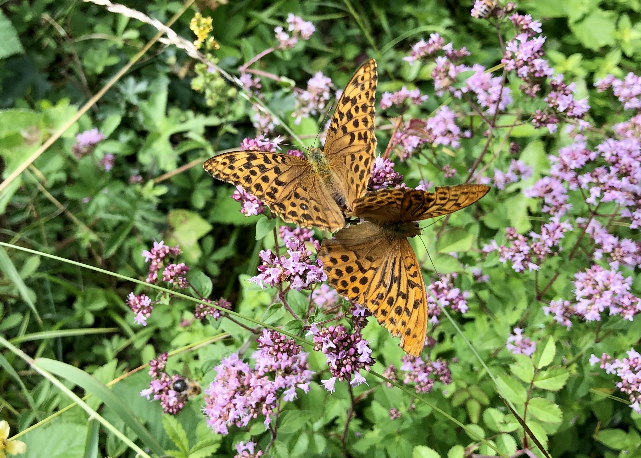 Silver-washed fritillary