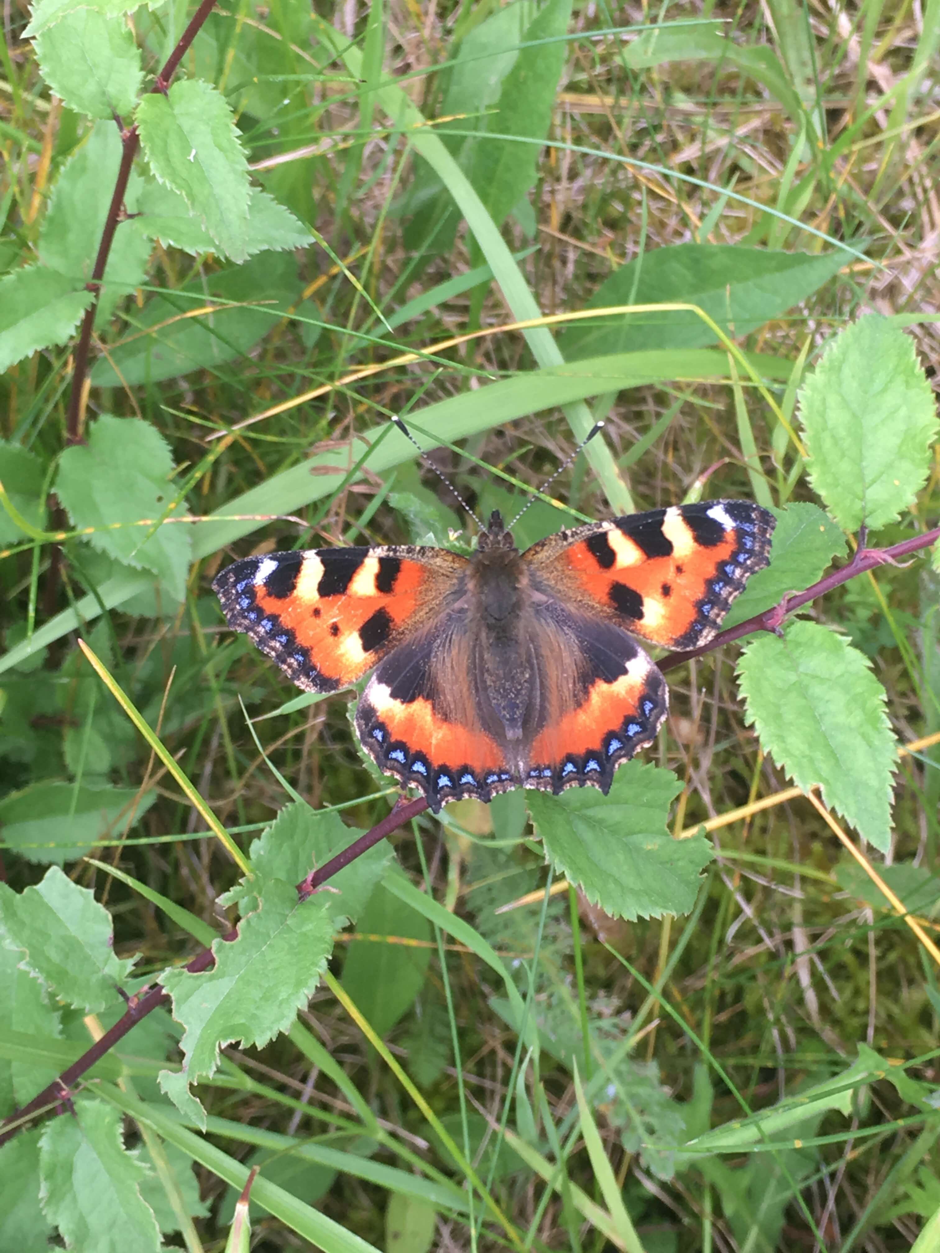 Small Tortoiseshell