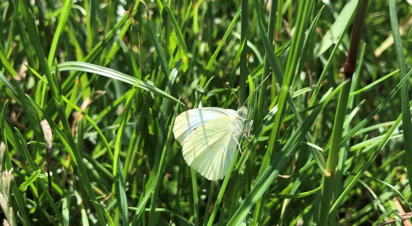 Small White - Credit Les Binns
