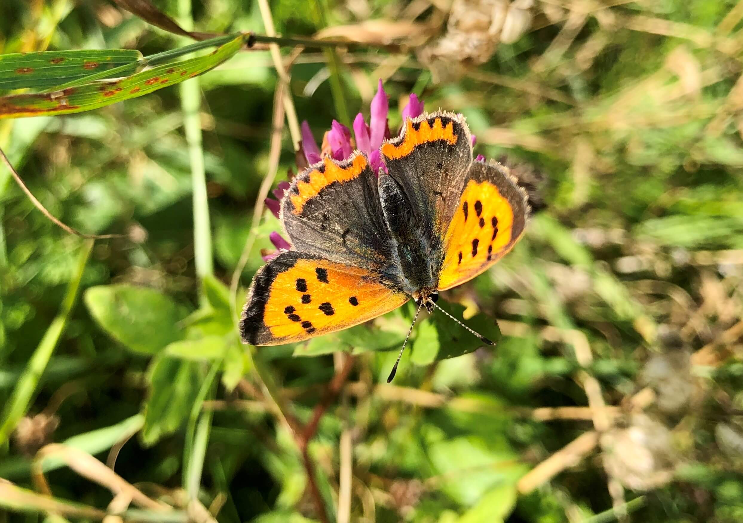 Small Copper
