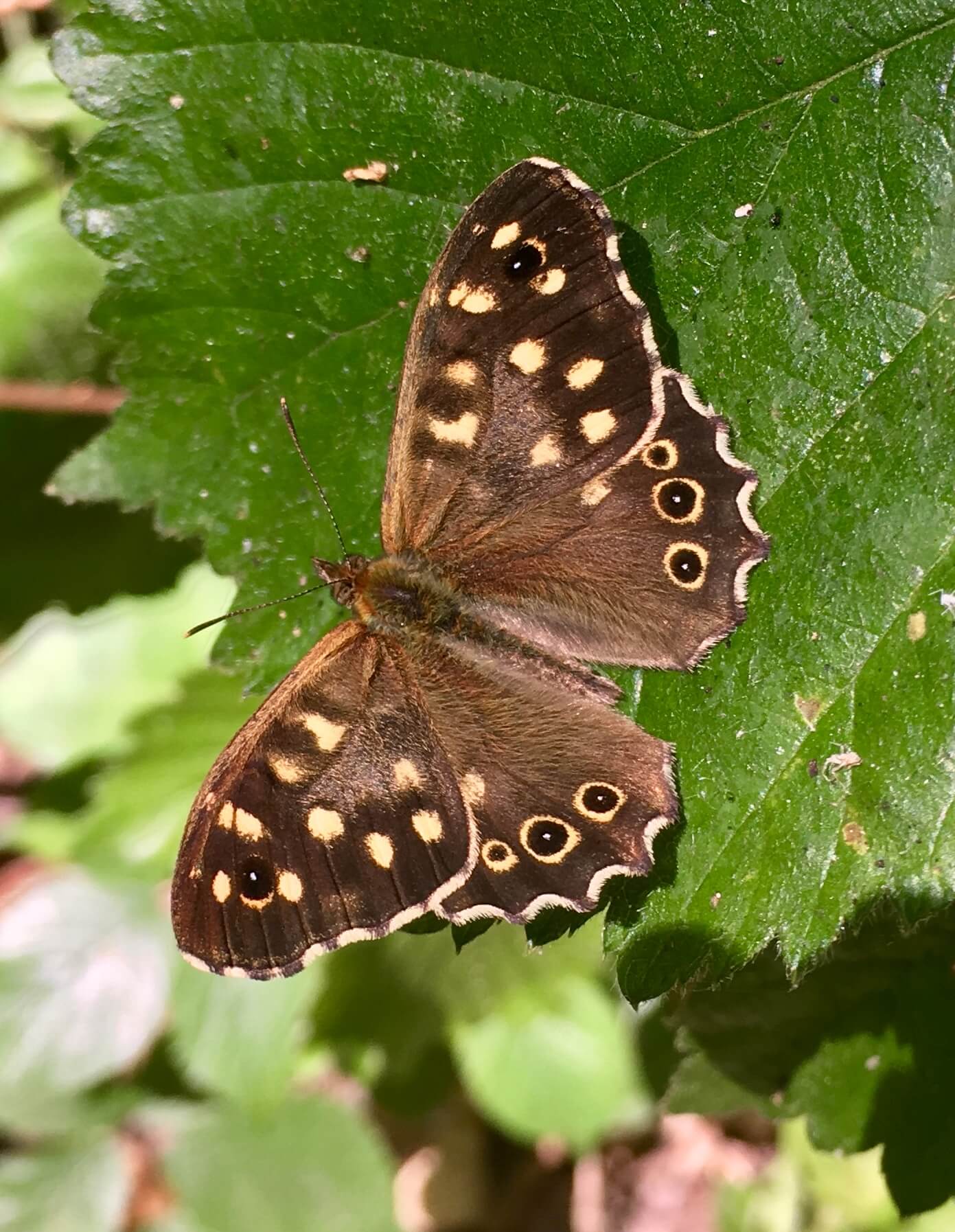 Speckled Wood