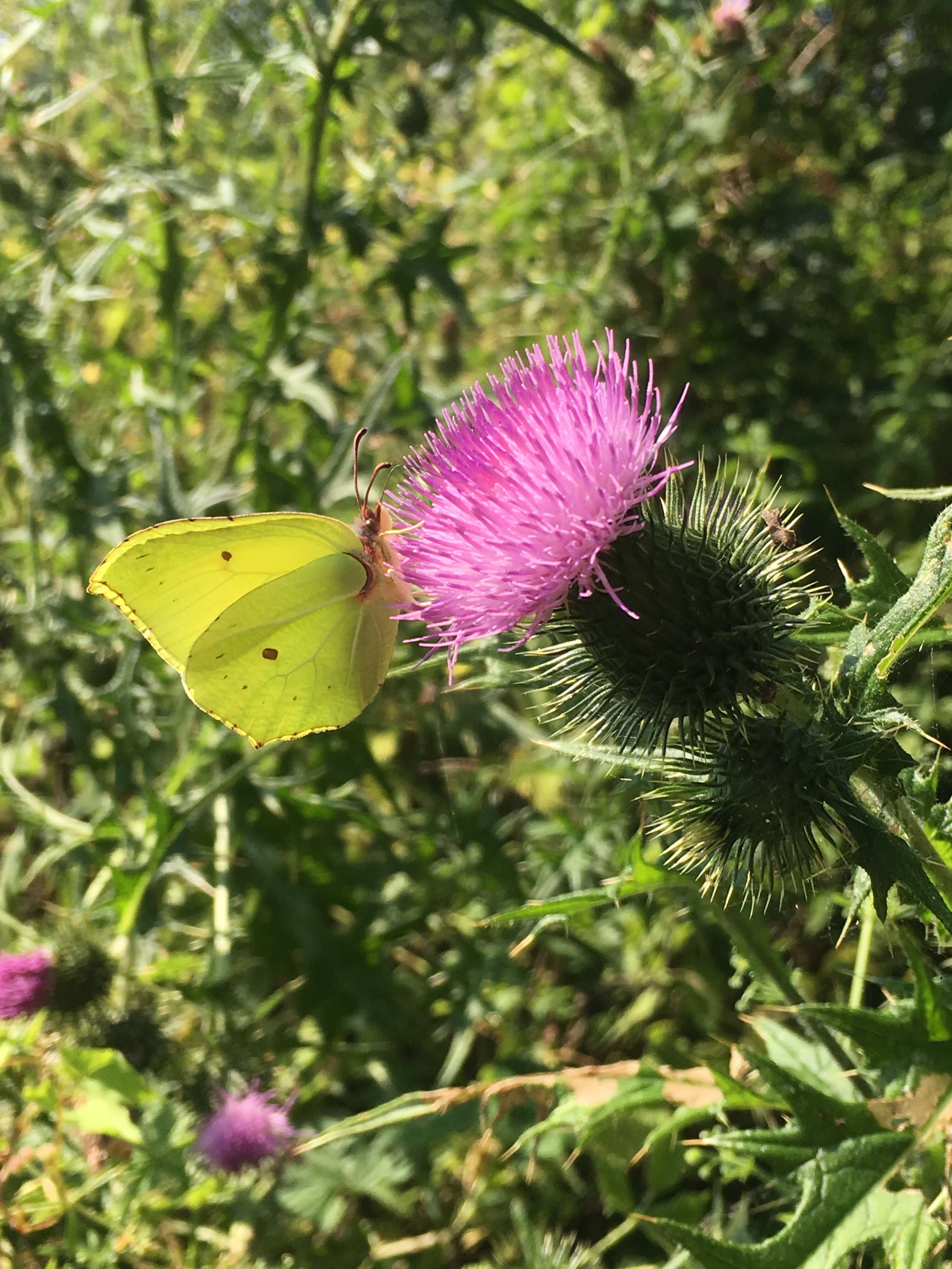 Brimstone