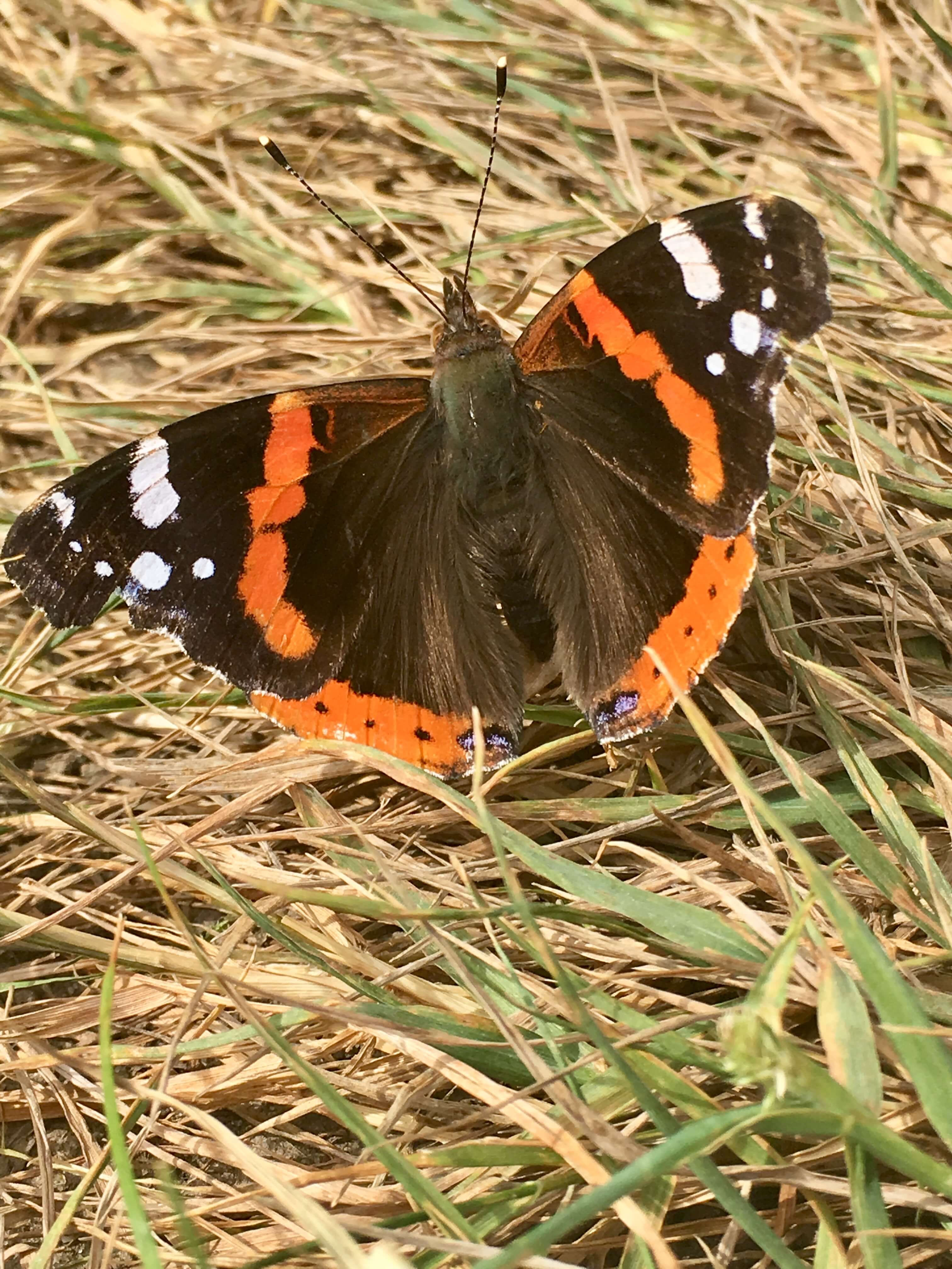 Red Admiral