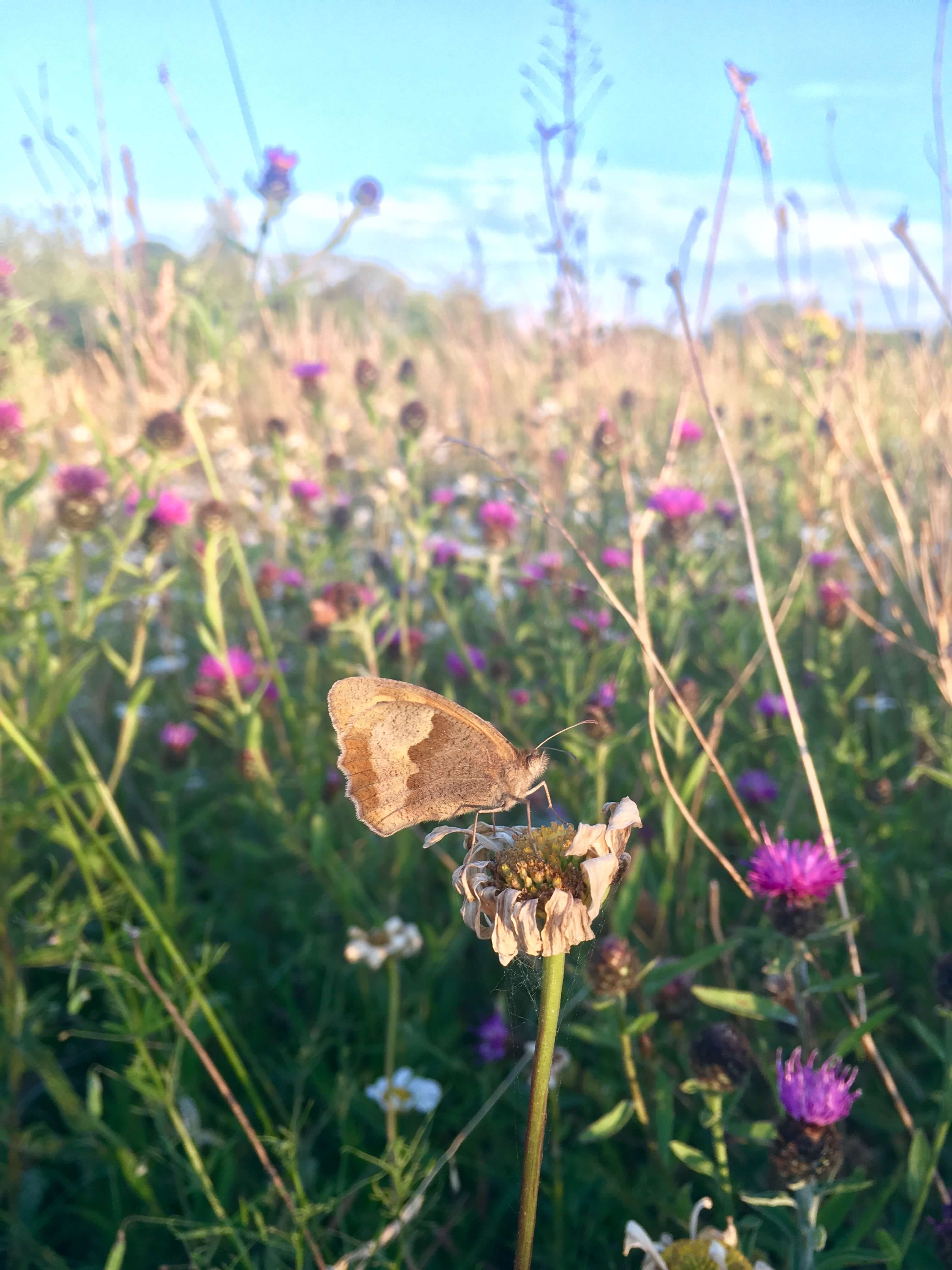 Meadow Brown (closed wing)
