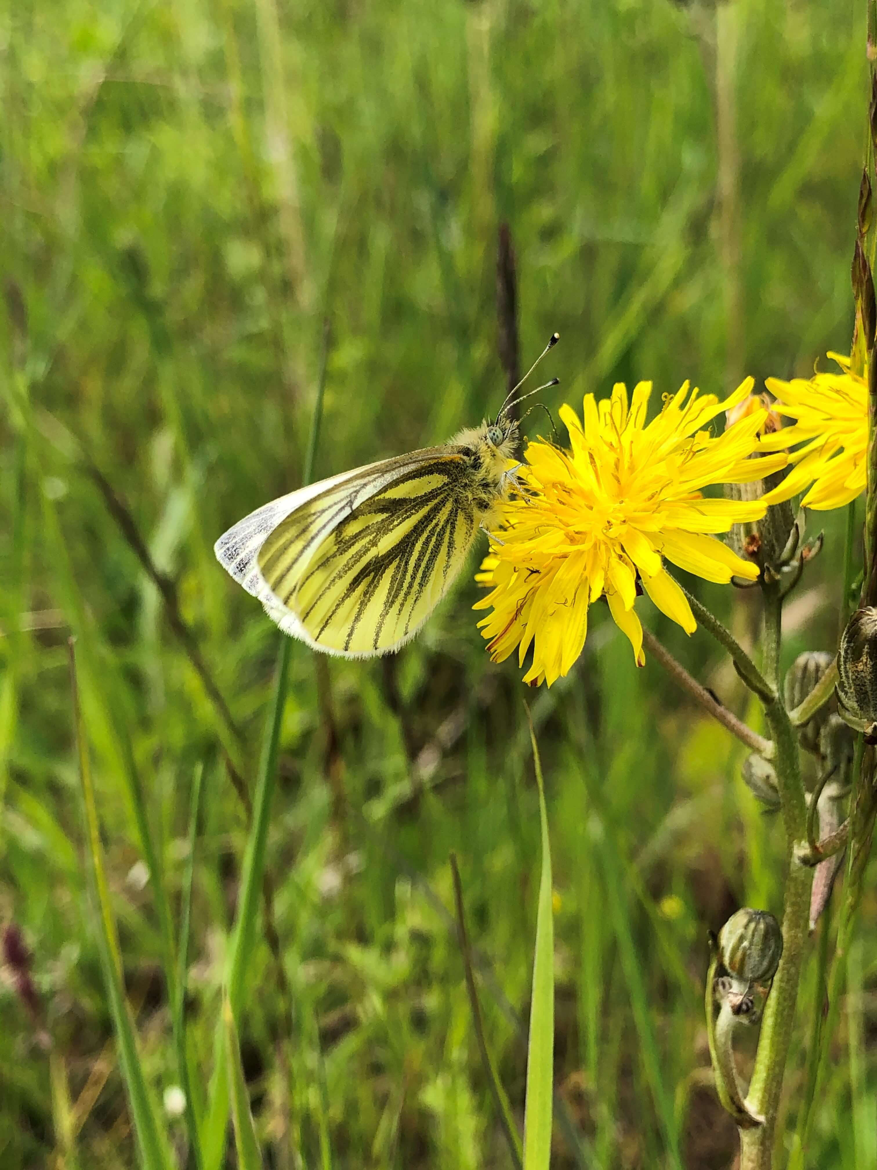 Green-veined White