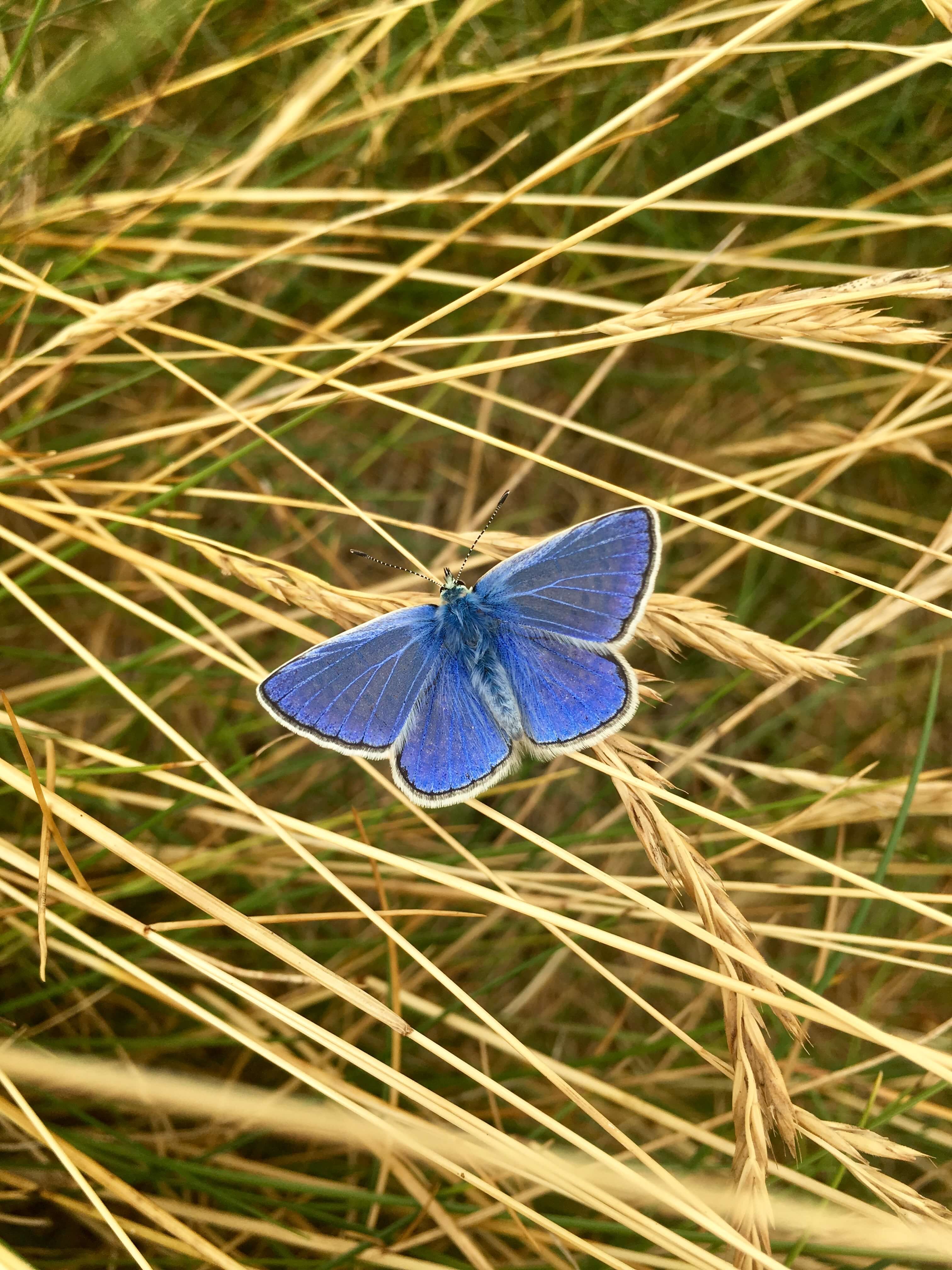 Common Blue