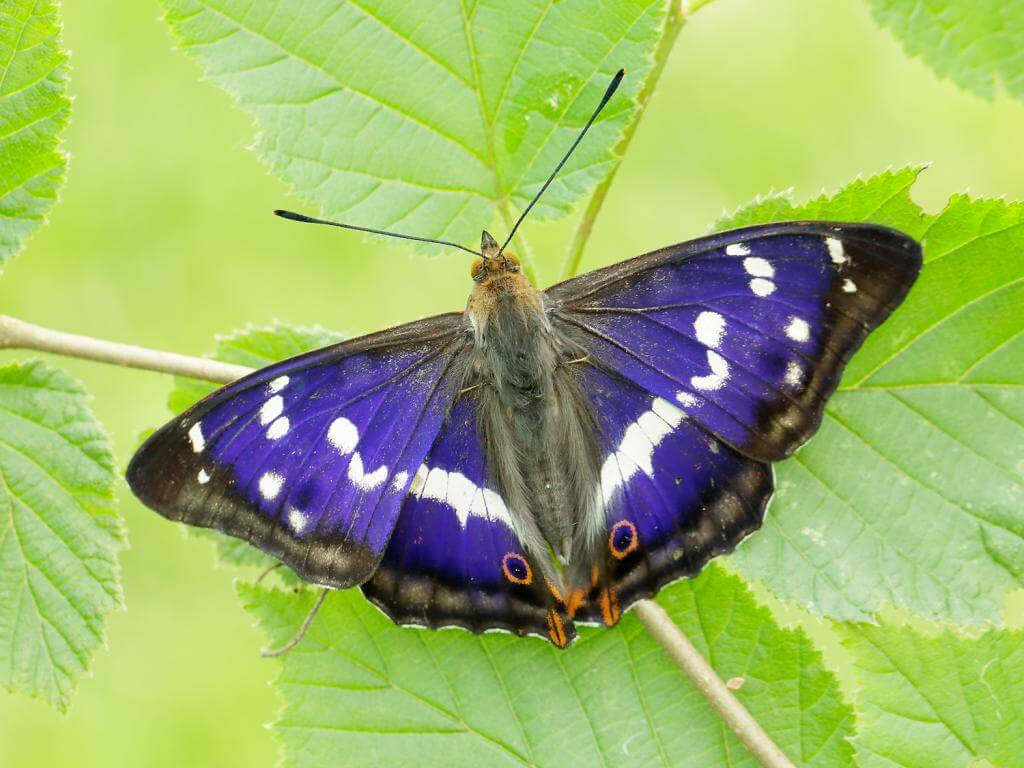 Purple Emperor - Credit Iain H Leach