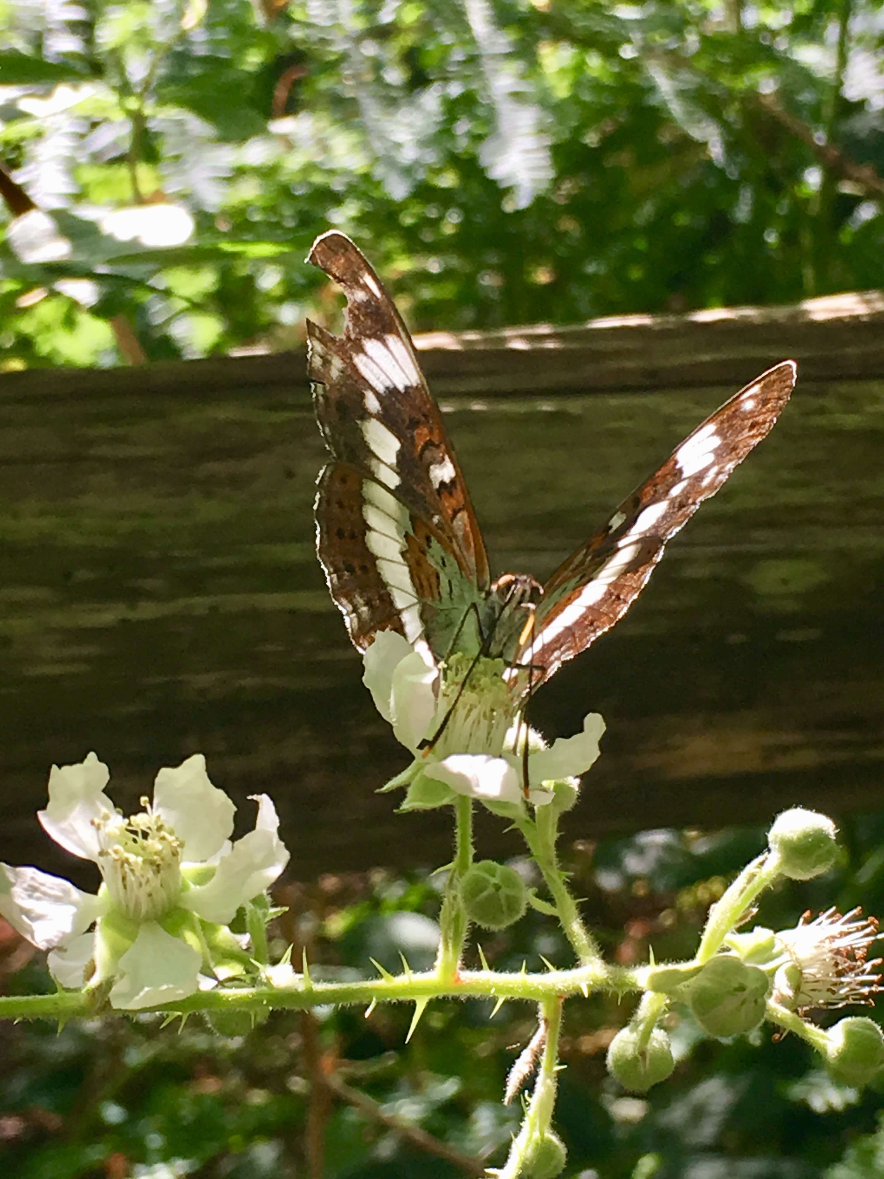 White Admiral