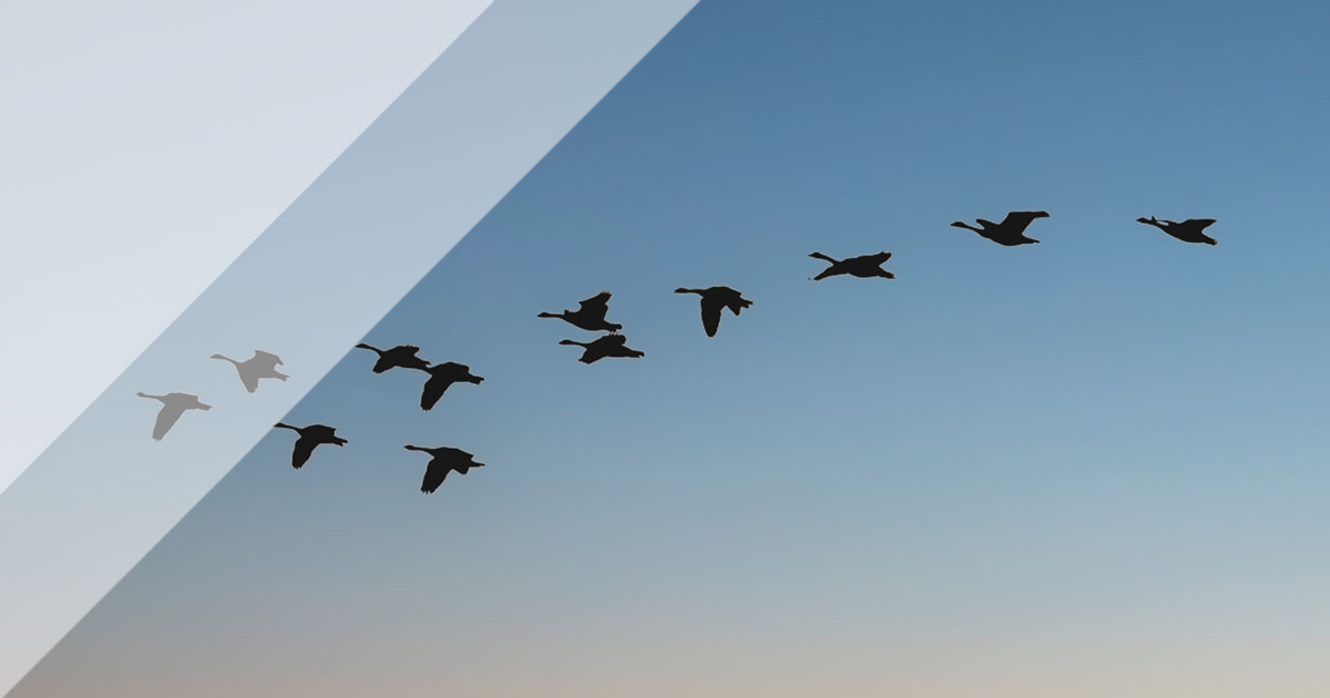 2023 Trends In Immigration Visamax Nz 2023 Trends In Immigration Visamax Nz