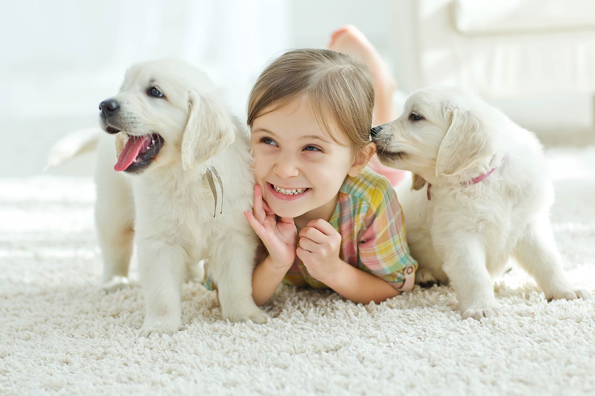 Professional Carpet Cleaning in Medford, OR Carpet Cleaning Bros