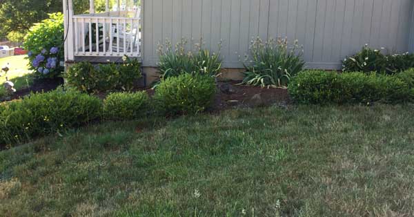 front-yard-makeover-before