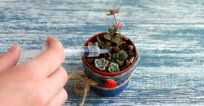 How Often Should Succulents be Watered? | GroveGypsy