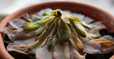 Why Your Succulents Are Wilting | GroveGypsy