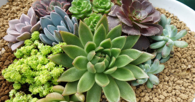 How to Plant Succulents in Rocks | GroveGypsy