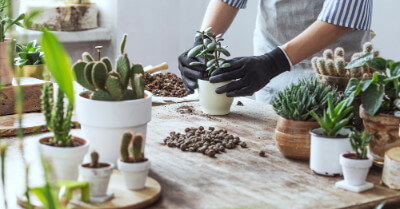 When to Plant Succulents | GroveGypsy
