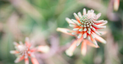 When are Succulents In Season? | GroveGypsy